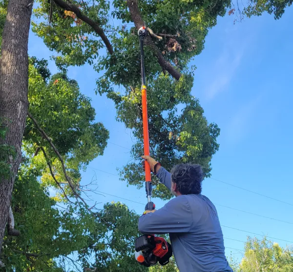 Professional tree care specialist using tree care equipment to provide expert tree care services.