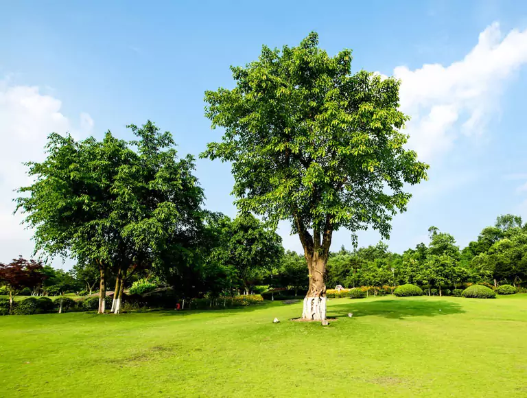 An image of a serene garden or lush green lawn with vibrant, healthy trees.